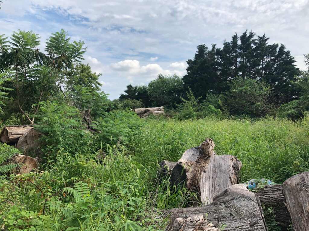 1/3 acre of land overgrown with large piles of wood ready to be cut and split